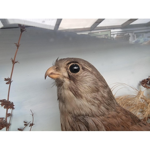 1160 - Taxidermy: a kestrel, in a glazed front case, 33 x 40cm.  