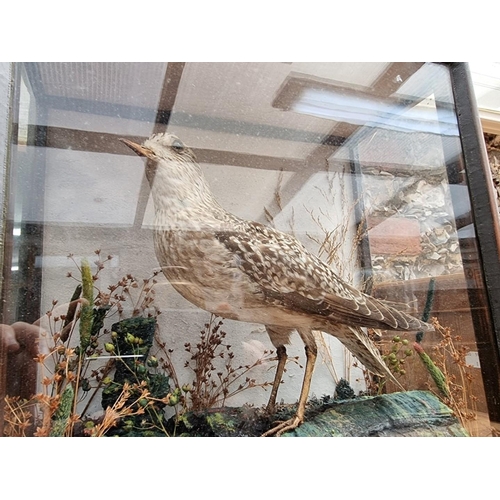 1160 - Taxidermy: a kestrel, in a glazed front case, 33 x 40cm.  