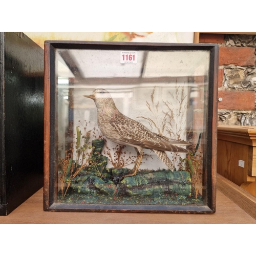 1161 - Taxidermy: a wading bird, in a glazed case, 31.5 x 31.5cm. 