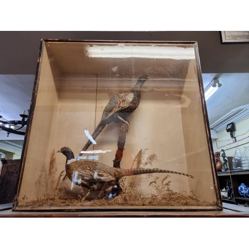 1454 - Taxidermy: a brace of pheasants, in a glass fronted case, 79 x 79cm. 