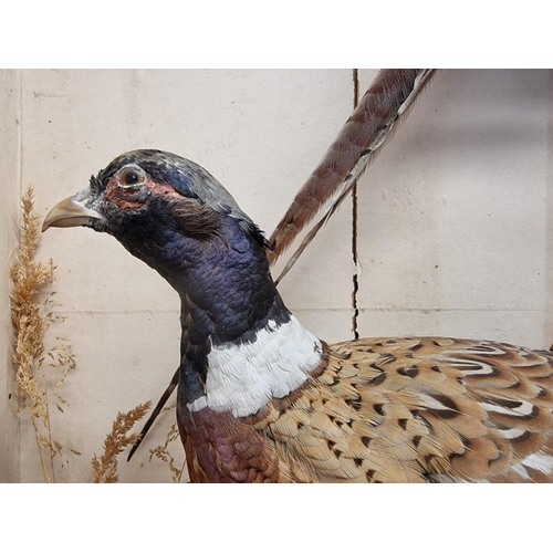 1454 - Taxidermy: a brace of pheasants, in a glass fronted case, 79 x 79cm. 