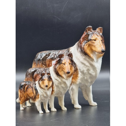 1644 - A scarce graduated set of three Royal Doulton Collie Ch 'Ashstead Applause' figures, comprising: HN1... 