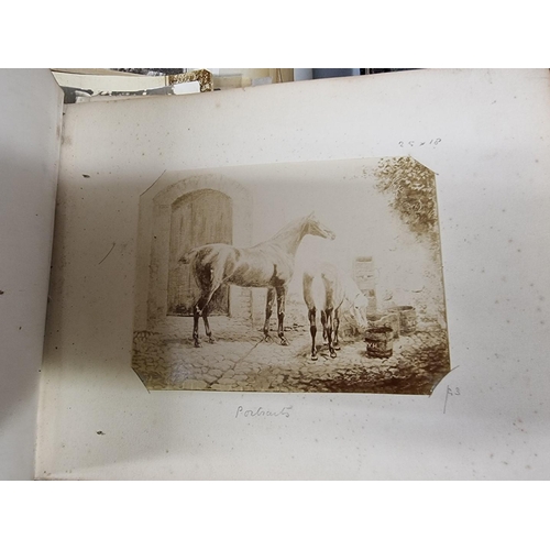 170 - PHOTOGRAPHY: HORSES: a quantity of 19th century photographs of horses and other animals, some portra... 