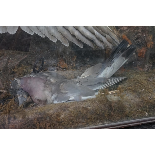 1350 - Taxidermy: a large group of two Peregrine Falcons, in a glass fronted case, with painted back d... 