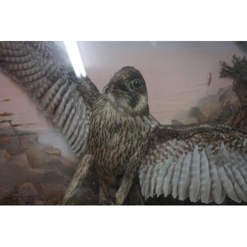 1350 - Taxidermy: a large group of two Peregrine Falcons, in a glass fronted case, with painted back d... 