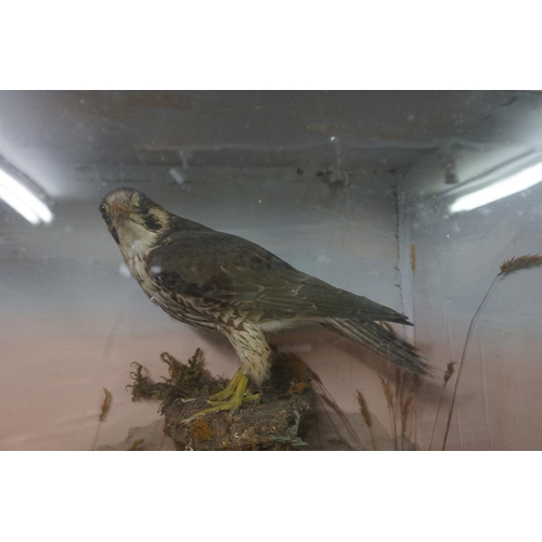 1350 - Taxidermy: a large group of two Peregrine Falcons, in a glass fronted case, with painted back d... 