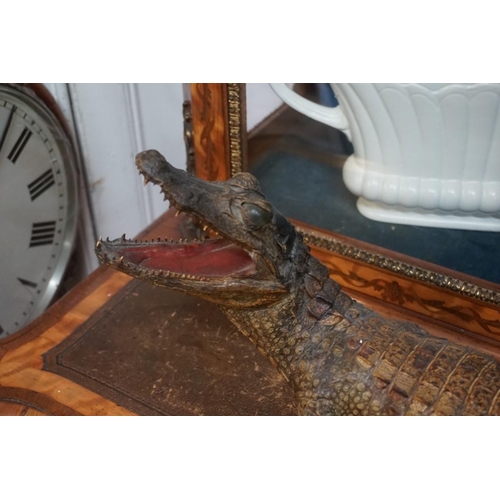 1303 - Taxidermy: a Caiman crocodile, 72cm long.