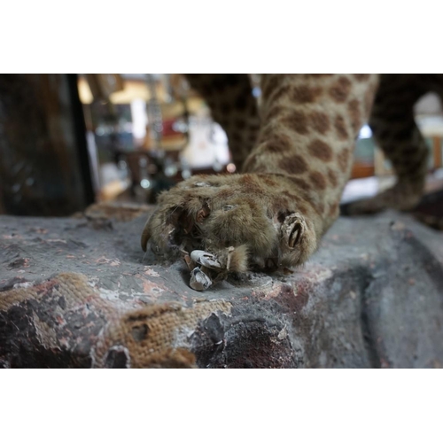 1348 - Taxidermy: an early 20th century leopard, 110cm long.