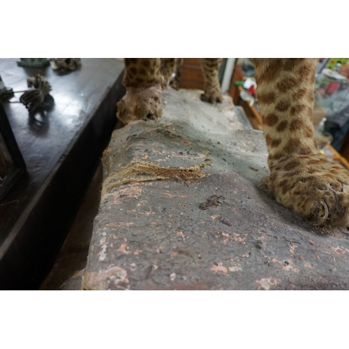 1348 - Taxidermy: an early 20th century leopard, 110cm long.