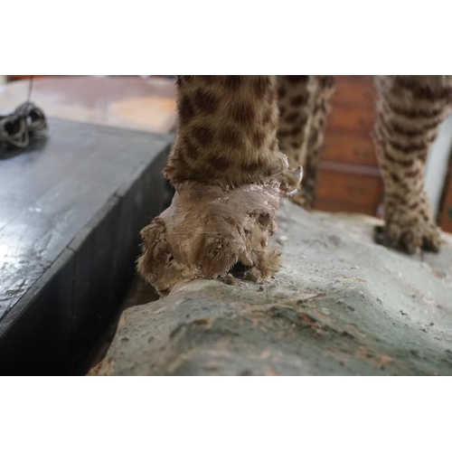 1348 - Taxidermy: an early 20th century leopard, 110cm long.