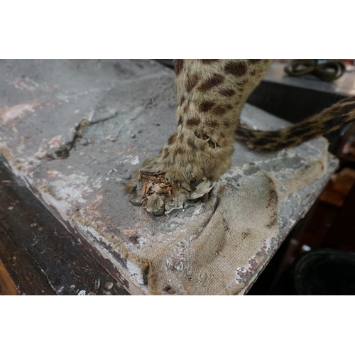 1348 - Taxidermy: an early 20th century leopard, 110cm long.