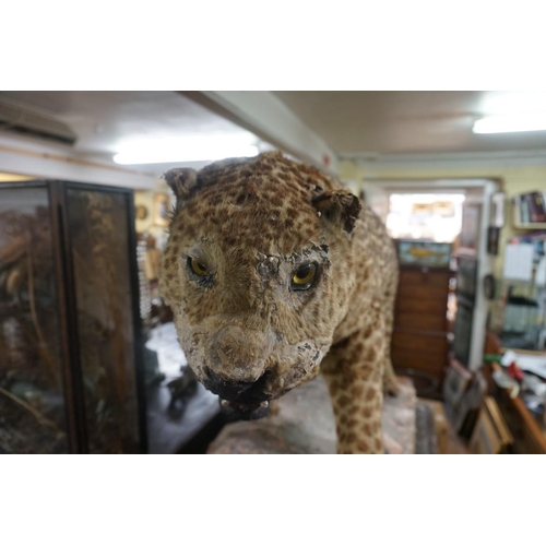 1348 - Taxidermy: an early 20th century leopard, 110cm long.