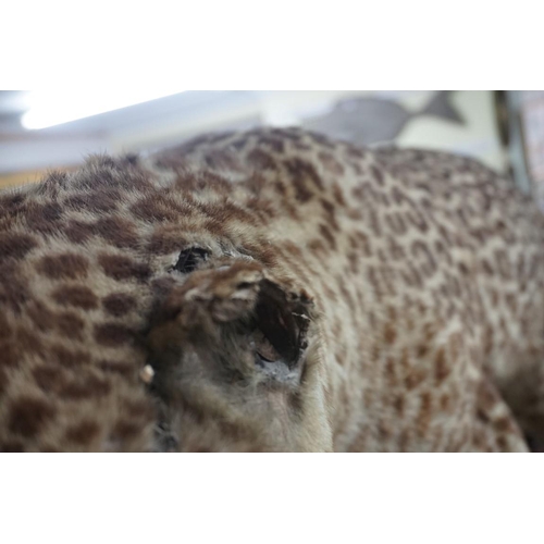 1348 - Taxidermy: an early 20th century leopard, 110cm long.