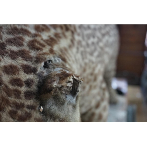 1348 - Taxidermy: an early 20th century leopard, 110cm long.