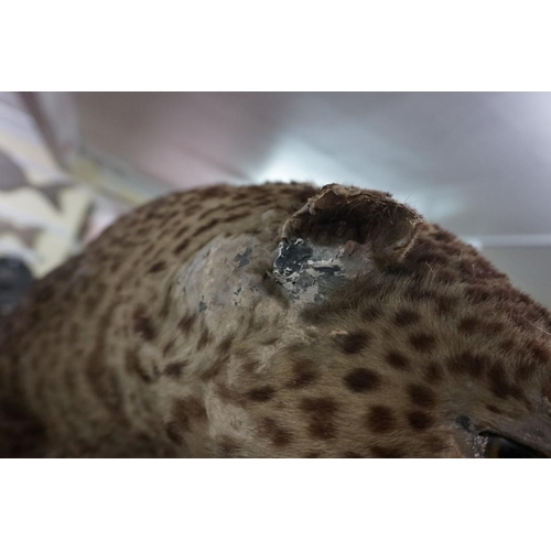 1348 - Taxidermy: an early 20th century leopard, 110cm long.