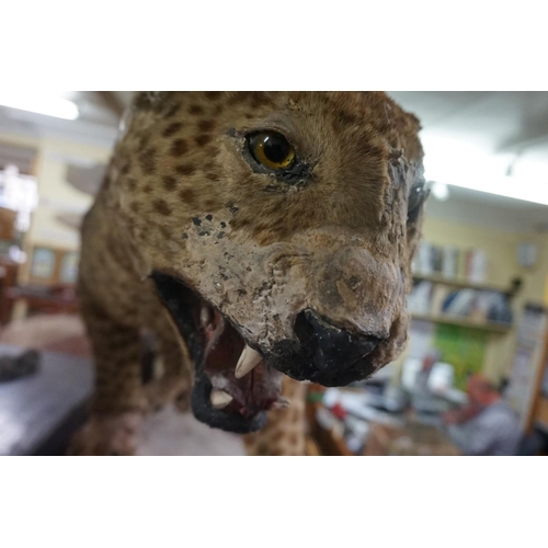 1348 - Taxidermy: an early 20th century leopard, 110cm long.