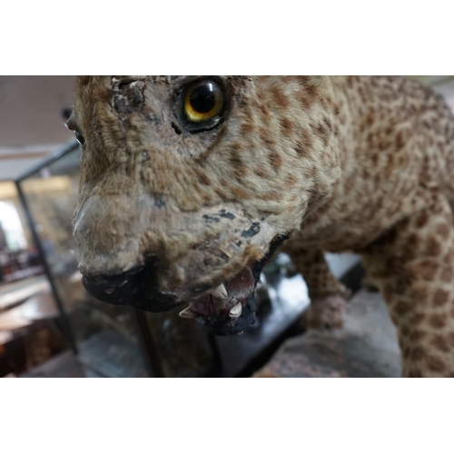 1348 - Taxidermy: an early 20th century leopard, 110cm long.