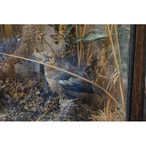 1349 - Taxidermy: a figure group of a male kestrel and two hawfinches, in a glazed case, 53 high x 46cm wid... 