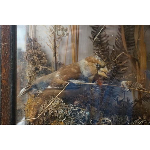 1349 - Taxidermy: a figure group of a male kestrel and two hawfinches, in a glazed case, 53 high x 46cm wid... 