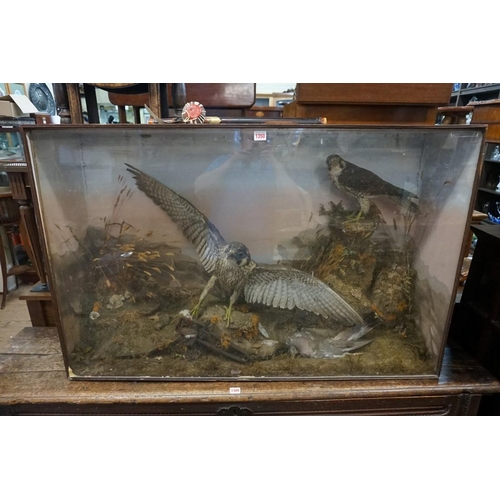 1350 - Taxidermy: a large group of two Peregrine Falcons, in a glass fronted case, with painted back d... 