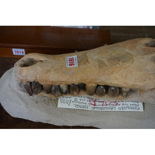 1616 - Natural History: a fossilised crocodile head, by repute from the Atlas mountains, Morocco, 47cm long... 