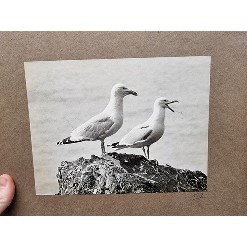 204 - EAST SUSSEX PHOTOGRAPHER & NATURALIST: an archive of largely natural history photography by one ... 