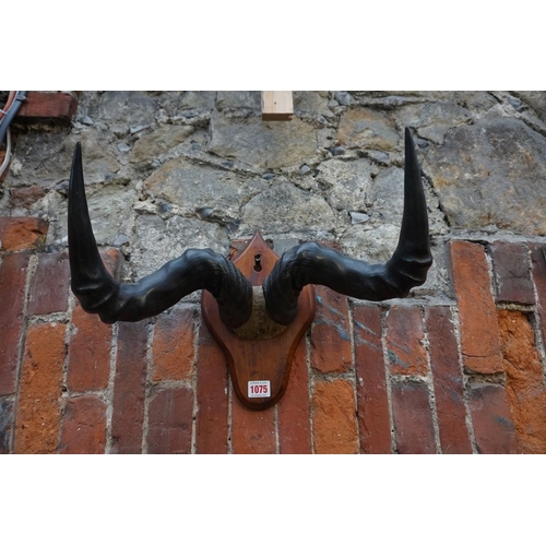 1100 - Taxidermy: a pair of African antelope horns, with partial skull, 41cm wide, on shield mount.... 