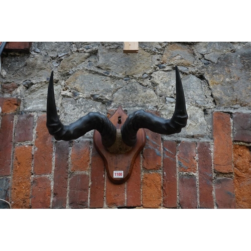 1100 - Taxidermy: a pair of African antelope horns, with partial skull, 41cm wide, on shield mount.... 