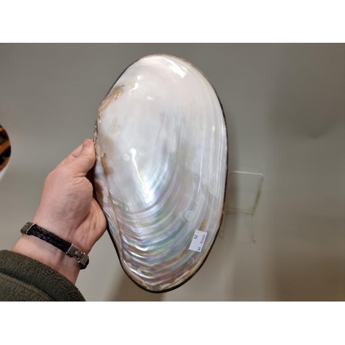 1292 - A large mother of pearl shell, with white metal rim, 28.5cm wide. 