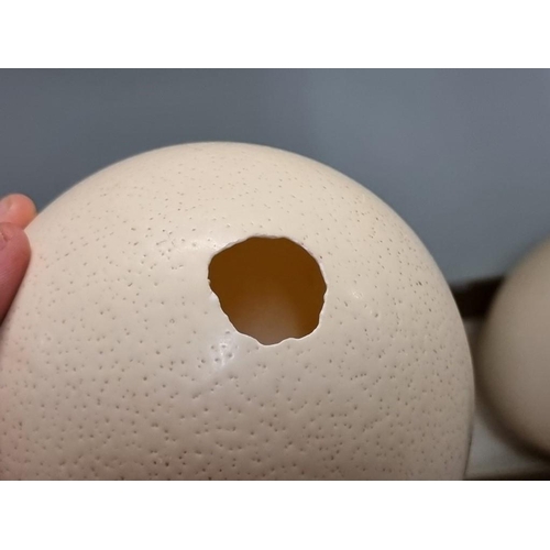 1629 - Natural History: two ostrich eggs, largest 14.5cm long.