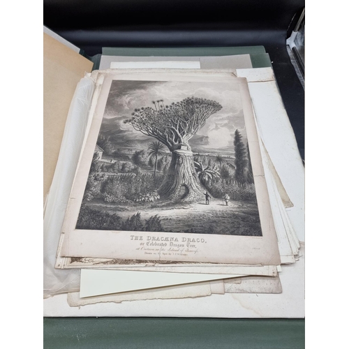 276 - PRINTS & ENGRAVINGS: TREES, 'The Dracaena Draco, or Celebrated Dragon Tree at Orotava in th... 