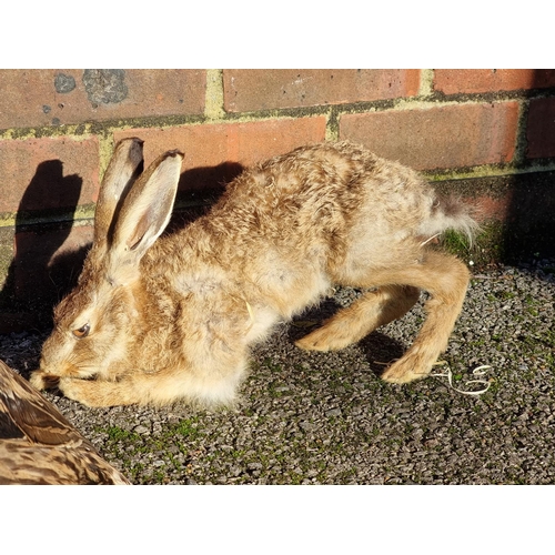 1064 - Taxidermy, comprising: a Barn Owl, Tawny Owl; a Squirrel; two ducks; three chicks; and a hare, (a.f.... 