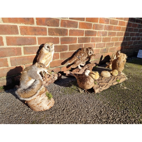 1064 - Taxidermy, comprising: a Barn Owl, Tawny Owl; a Squirrel; two ducks; three chicks; and a hare, (a.f.... 