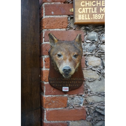 1343 - Taxidermy: a fox's head, on oak shield, inscribed 'Killed by Hambledon Hounds, Jan 1908...', labelle... 