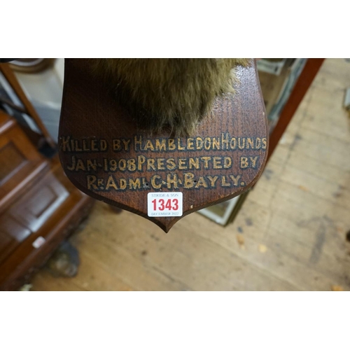 1343 - Taxidermy: a fox's head, on oak shield, inscribed 'Killed by Hambledon Hounds, Jan 1908...', labelle... 