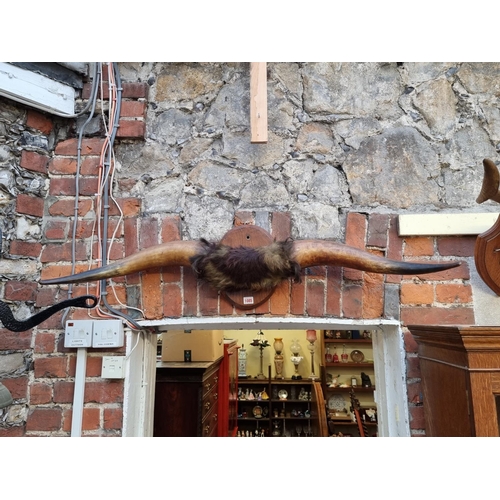 1085 - Taxidermy: three pairs of horns, each on wood mount, largest 113.5cm wide. (3)