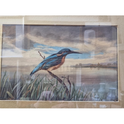 1137 - T G Whaite, a kingfisher, signed and dated 1898, oil on card, 22.5 x 34cm.  ... 