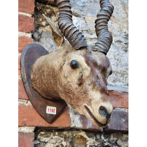 1192 - Taxidermy: a gazelle head, on heart shaped mount.