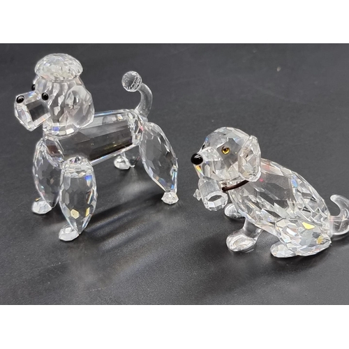 1242 - Swarovski: thirteen cats and dogs, each boxed. (13)