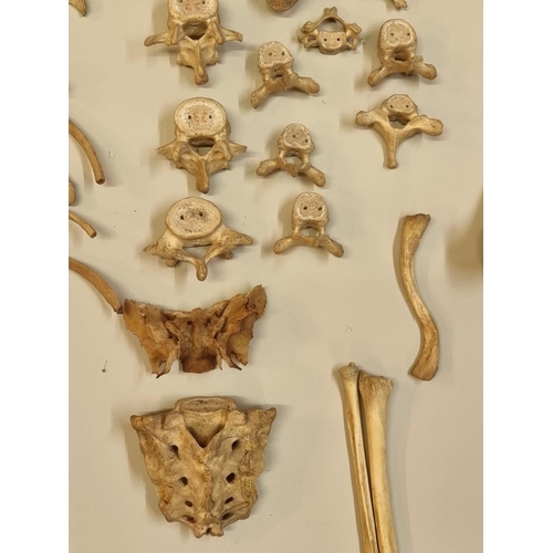 1503 - Anatomy: a human part skeleton, the pine box labelled 'Adam, Rouilly & Co'; with some duplicate ... 