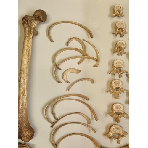 1503 - Anatomy: a human part skeleton, the pine box labelled 'Adam, Rouilly & Co'; with some duplicate ... 