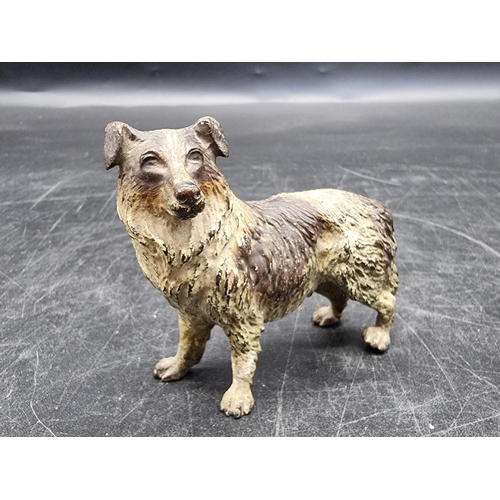 1611 - A cold painted bronze border collie, in the manner of Franz Bergman, 6.5cm high.