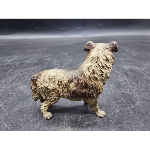 1611 - A cold painted bronze border collie, in the manner of Franz Bergman, 6.5cm high.