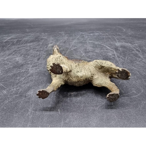 1611 - A cold painted bronze border collie, in the manner of Franz Bergman, 6.5cm high.