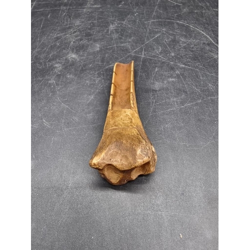 1653 - An interesting carved bone apple scoop, possibly 18th century, 11cm long.