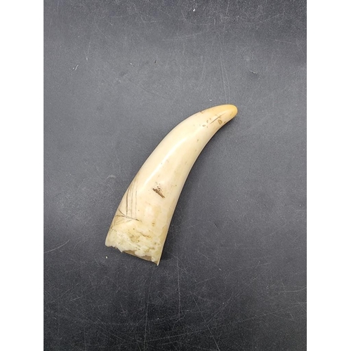 1654 - A small scrimshaw tooth or tusk, carved with a galleon and inscribed 'Somers', 11cm long. ... 