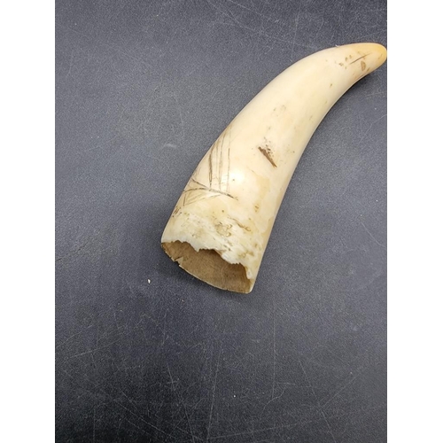 1654 - A small scrimshaw tooth or tusk, carved with a galleon and inscribed 'Somers', 11cm long. ... 