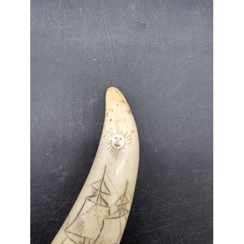 1654 - A small scrimshaw tooth or tusk, carved with a galleon and inscribed 'Somers', 11cm long. ... 