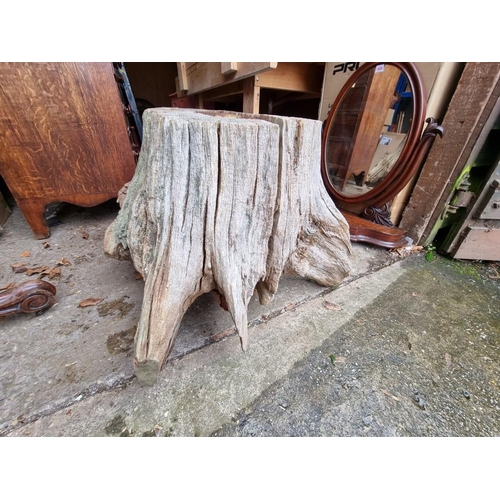 1826 - An old weathered tree stump, 90cm wide.