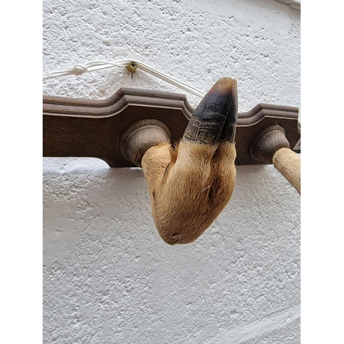 1112 - Taxidermy: an oak mounted hoof coat hook, 55cm wide.